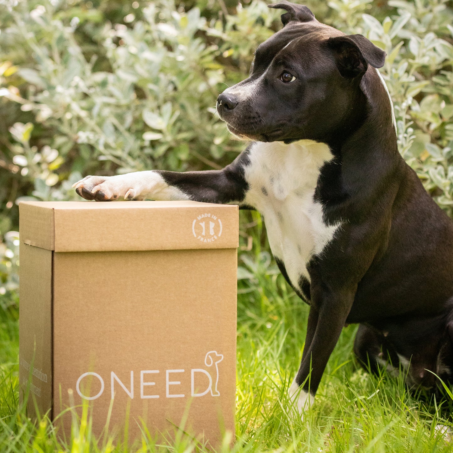 Croquettes Poulet JEUNE CHIEN